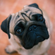 Pug face looking up