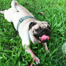 Pug lying in grass