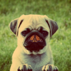 Pug with butterfly on nose